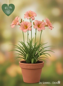 Hemerocallis 'On and On' P11