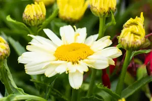 leucanthemum 'ooh la lacrème' P9 - afbeelding 2
