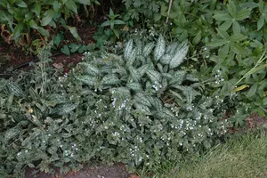 pulmonaria hybr. 'opal'® P9 - afbeelding 3