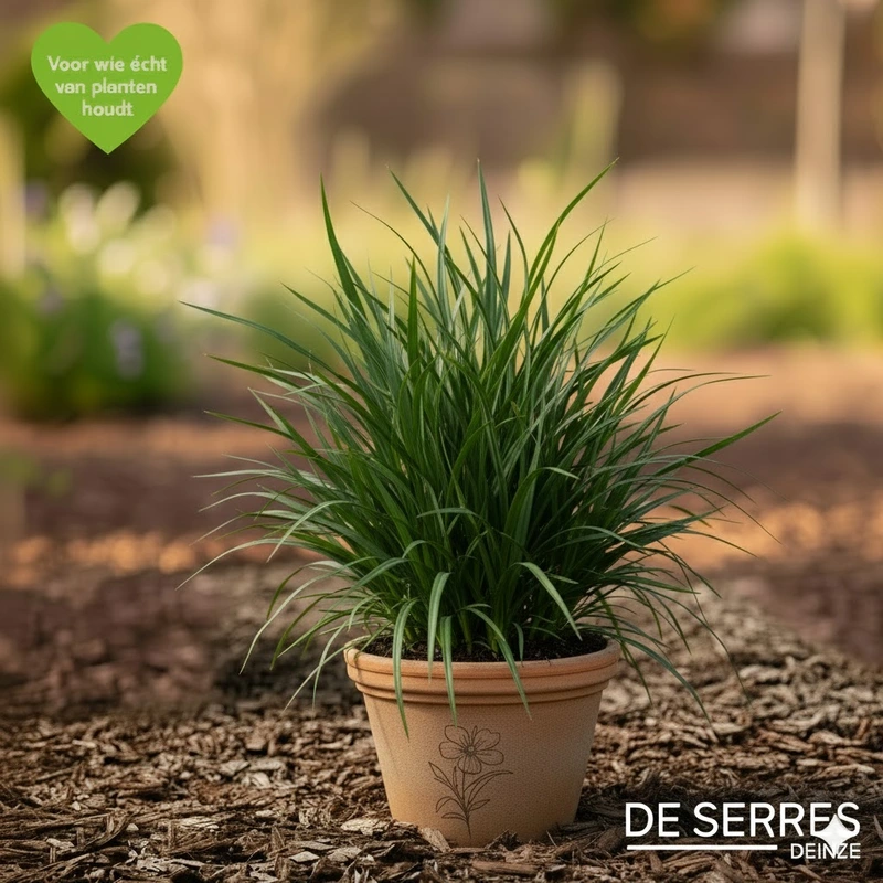 Ophiopogon japonicus P9