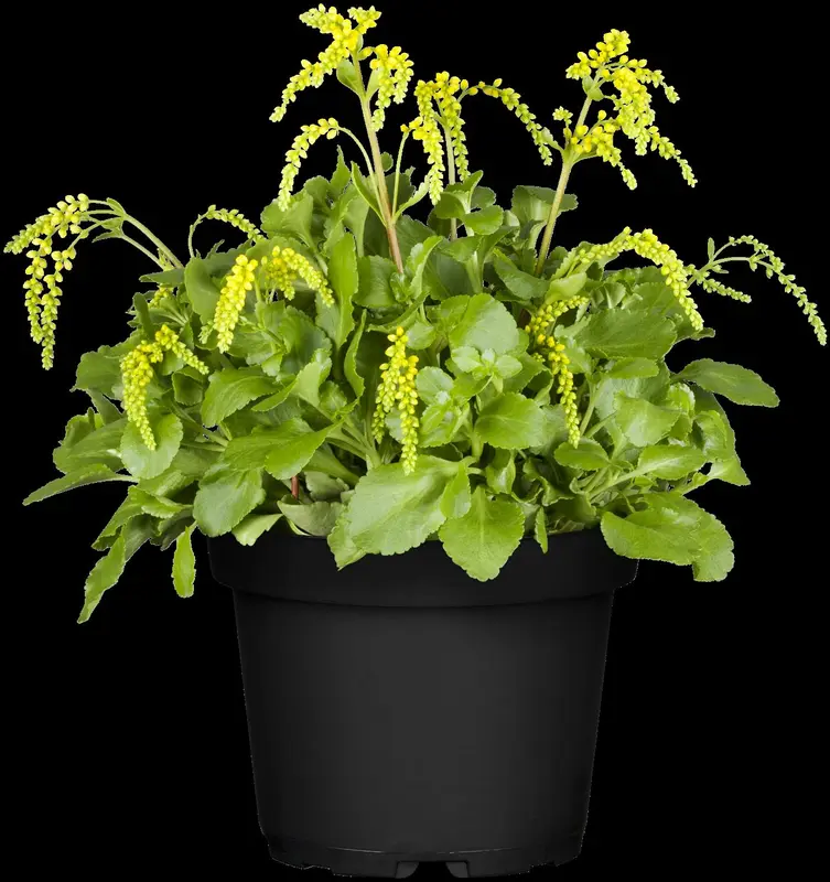 oppositifolium - afbeelding 2