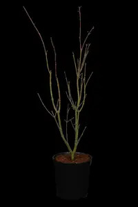 acer palm. 'orange dream' (60- 80cm) - afbeelding 5