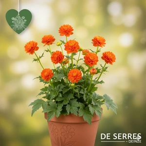 Trollius x cultorum 'Orange Princess' P11