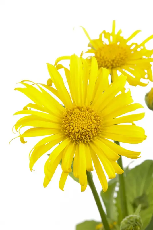 Doronicum orientale P9 - afbeelding 1