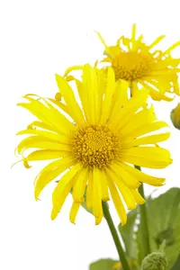 Doronicum orientale P9 - afbeelding 1