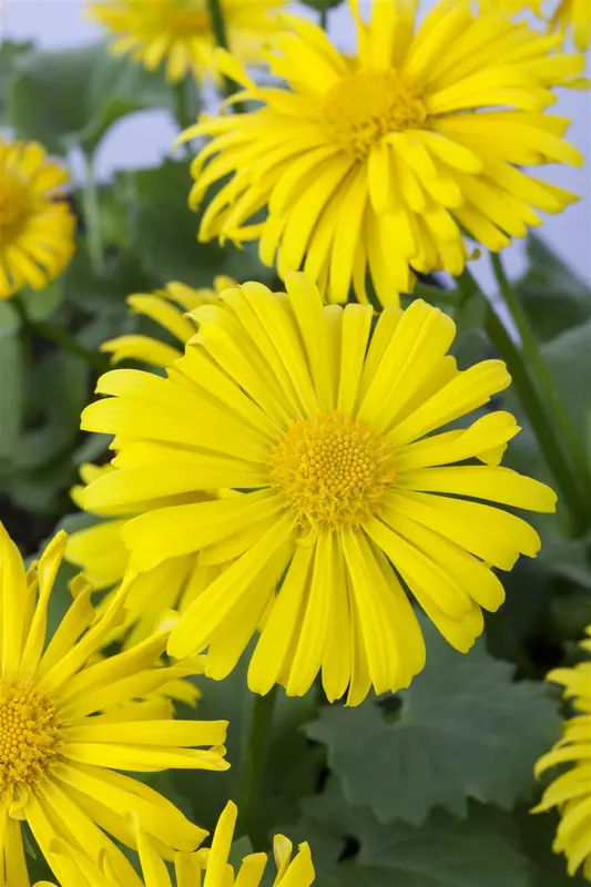 Doronicum orientale P9 - afbeelding 3