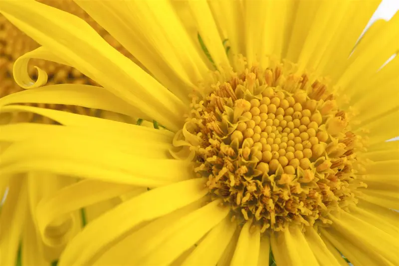 Doronicum orientale P9 - afbeelding 2