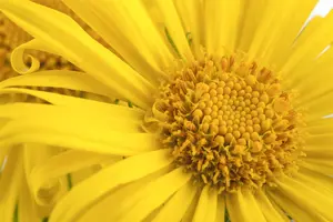 Doronicum orientale P9 - afbeelding 2