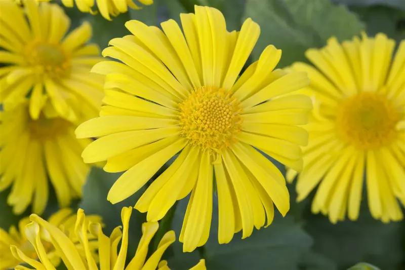 Doronicum orientale P9 - afbeelding 4