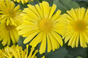 Doronicum orientale P9 - afbeelding 4