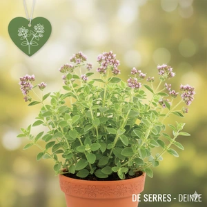 Origanum vulgare 'Hot & Spicy' P9