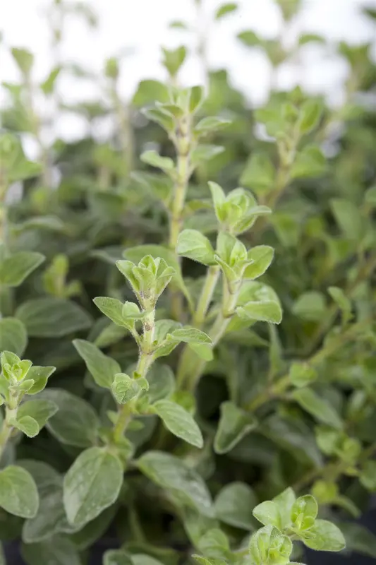 Origanum vulgare C2 - afbeelding 2