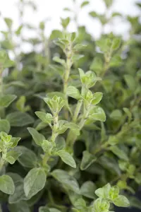 Origanum vulgare C2 - afbeelding 2