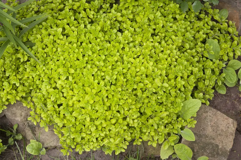 Origanum vulgare C2 - afbeelding 3