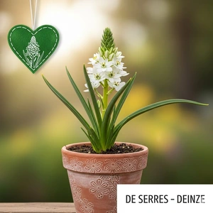 Ornithogalum saundersiae