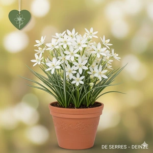 Ornithogalum umbellatum P9