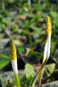 aquaticum
