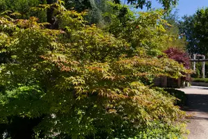 acer palm. 'osakazuki' (100-125 cm) C35 - afbeelding 5