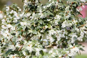 Osmanthus burkwoodii 140-160   C25 - afbeelding 2