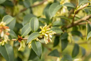 Osmanthus burkwoodii 150/+ DRKL UMBRELLA EXTRA - afbeelding 4