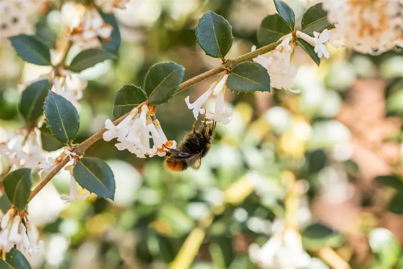 Osmanthus burkwoodii 175-200   C230 SOLITAIR - afbeelding 5