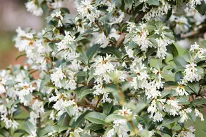 Osmanthus burkwoodii 175-200   C70 - afbeelding 1