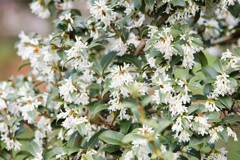 Osmanthus burkwoodii 200-225   BIJENKORF - afbeelding 1