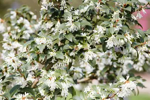 osmanthus burkwoodii (40- 60cm) - afbeelding 3