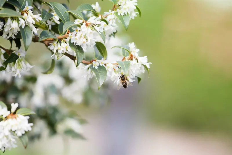 osmanthus burkwoodii (40- 60cm) - afbeelding 4