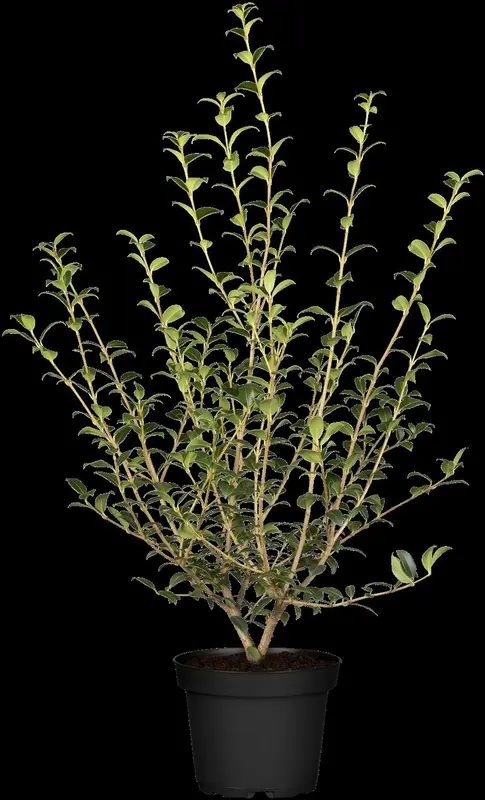 osmanthus burkwoodii (40- 60cm) - afbeelding 1