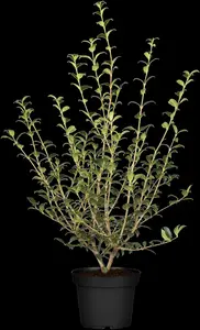 osmanthus burkwoodii (40- 60cm) - afbeelding 1