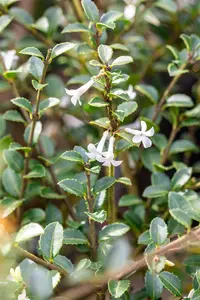 osmanthus delavayi (30- 40cm) - afbeelding 2