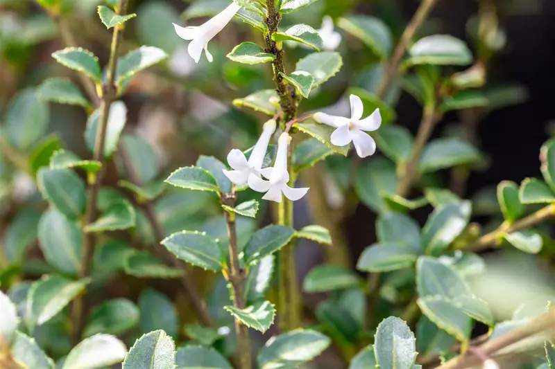 osmanthus delavayi (30- 40cm) - afbeelding 1
