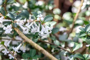 osmanthus delavayi (30- 40cm) - afbeelding 3