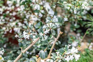 osmanthus delavayi (30- 40cm) - afbeelding 4
