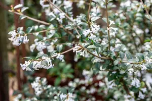 osmanthus delavayi (30- 40cm) - afbeelding 5