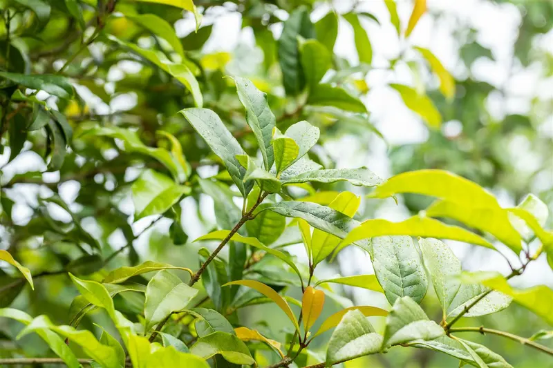 Osmanthus fragrans 300-350   C500 MRST