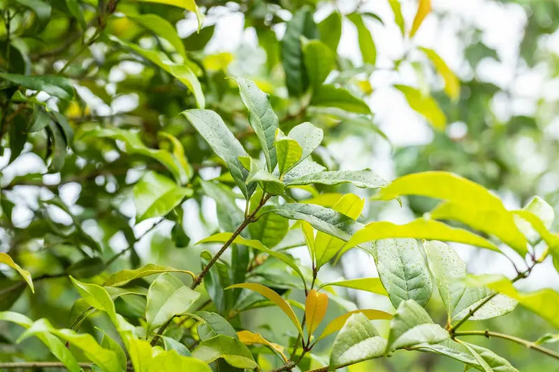 osmanthus fragrans (80-100 cm)