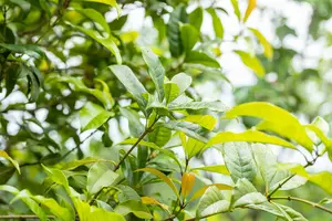 osmanthus fragrans (80-100 cm)