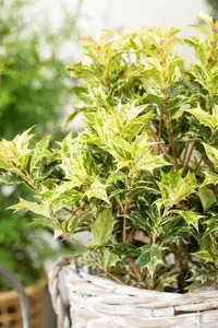 Osmanthus het. 'Goshiki' ('tricolor') 60- 80   C18 - afbeelding 2