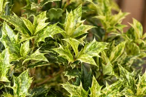 Osmanthus het. 'Goshiki' ('tricolor') 60- 80   C18 - afbeelding 5