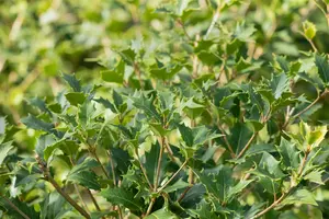 Osmanthus heterophyllus (illicifolius) 150-175   KLUIT - afbeelding 5