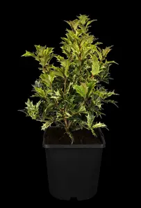 osmanthus heterophyllus (illicifolius) (175-200 cm) - afbeelding 2