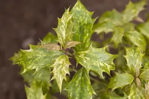 osmanthus heterophyllus (illicifolius) (175-200 cm) - afbeelding 3