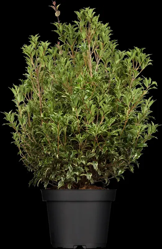 osmanthus heterophyllus (illicifolius) (175-200 cm) - afbeelding 4