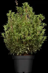 osmanthus heterophyllus (illicifolius) (175-200 cm) - afbeelding 4
