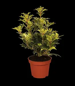 osmanthus heterophyllus (illicifolius) (200-250 cm) - afbeelding 5