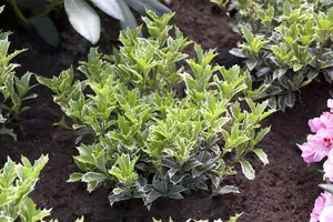 osmanthus heterophyllus (illicifolius) (80-100 cm) - afbeelding 5