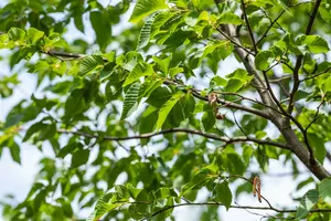 ostrya carpinifolia 14/16 C - afbeelding 3