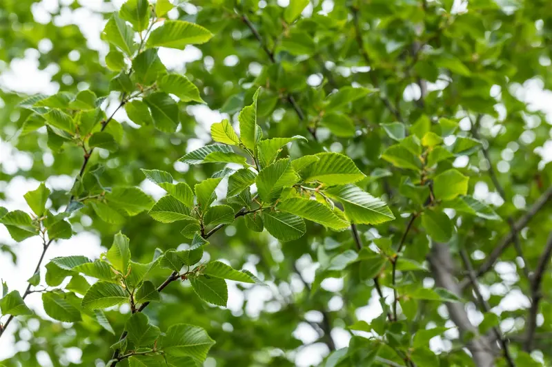 ostrya carpinifolia 14/16 C - afbeelding 2